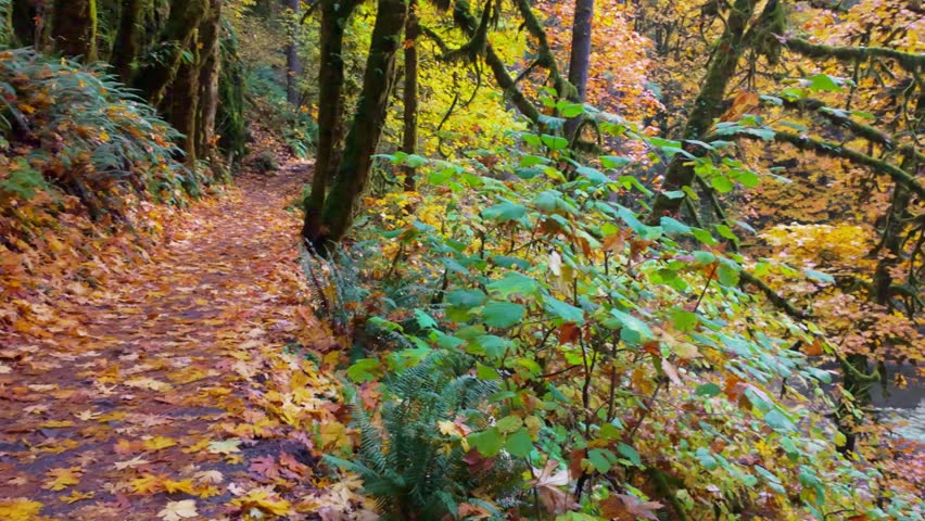 A picturesque view of Middle North Falls, a significant waterfall that carves a large grotto, allowing hikers to walk behind the water, surrounded by vibrant autumn colors at Silver Falls State Park