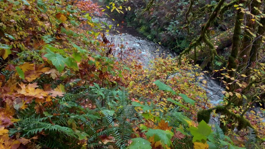 A picturesque view of Middle North Falls, a significant waterfall that carves a large grotto, allowing hikers to walk behind the water, surrounded by vibrant autumn colors at Silver Falls State Park