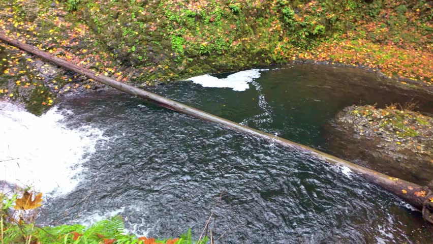 A stunning view of the iconic Twin Falls, two almost identical, parallel streams of water plunging side-by-side, framed by brilliant, colorful autumn foliage at Silver Falls State Park