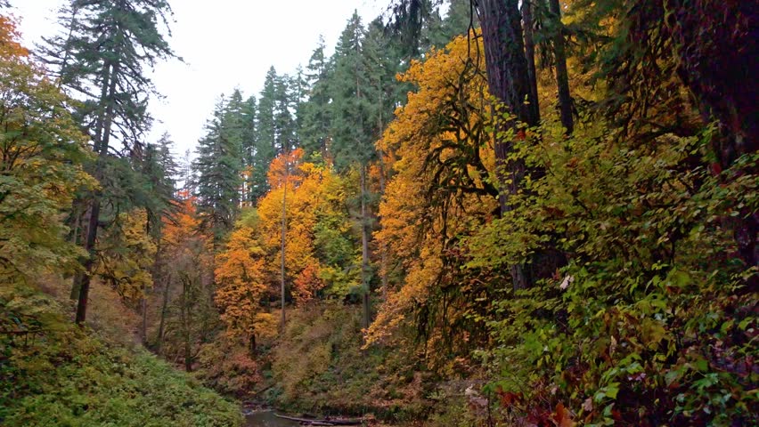 A picturesque view of Middle North Falls, a significant waterfall that carves a large grotto, allowing hikers to walk behind the water, surrounded by vibrant autumn colors at Silver Falls State Park