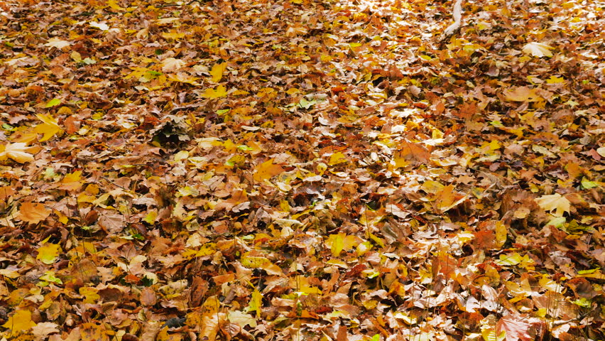 Yellow maple and beech leaves on the ground in an autumn forest. Leaf background.