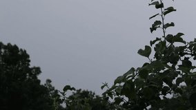 Cool rain falls on an apple tree, refreshing the fruit. Apples hanging on a tree in the rain - Powered by Shutterstock - Get 15% off with code: PIKWIZARD15