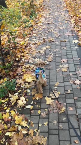 Small brown dog walking on autumn path covered with yellow leaves wearing blue jacket during fall season