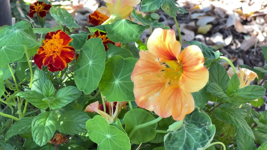 An orange flower of nasturtium (Tropaeolum majus). Nasturtiums are excellent companion plants in gardens and can be used as ground cover or in mass plantings.