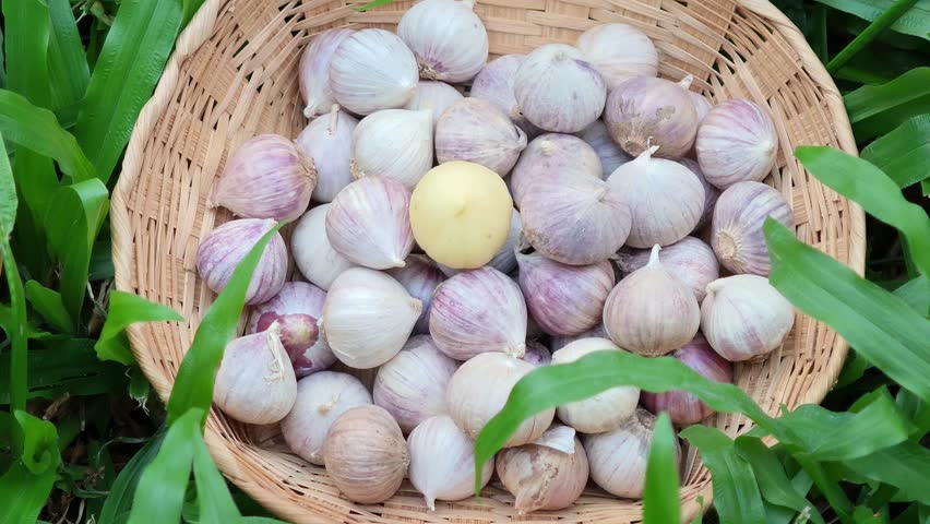 Solo Garlic herb in a basket