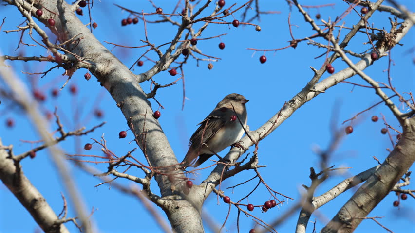 Dark-eyed junco in a tree in autumn