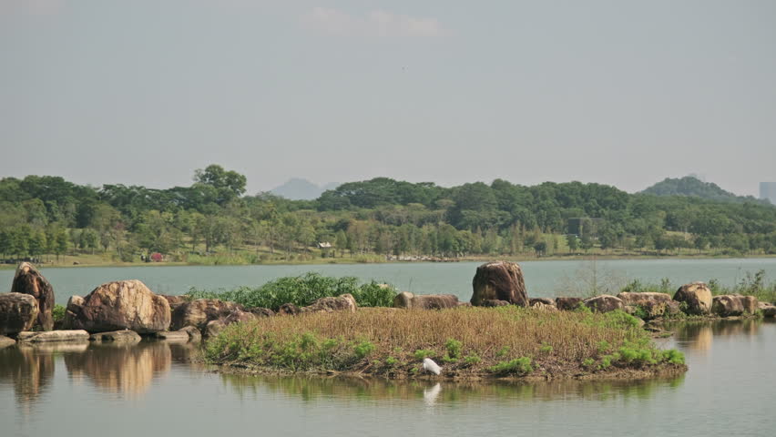 A Cinematic Shot of a White Egret Standing in a Wetland Park Lake, Where the Water Surface is Gently Rippling (ProRes 422)