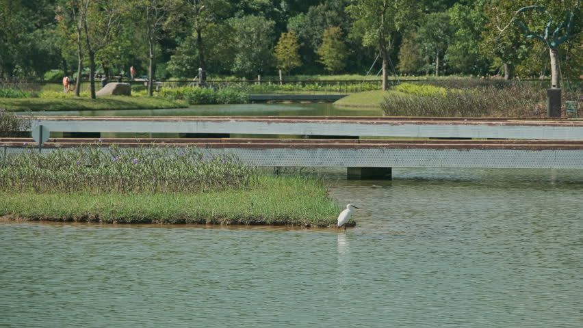 A Cinematic Shot of a White Egret Standing in a Wetland Park Lake, Where the Water Surface is Gently Rippling (ProRes 422)