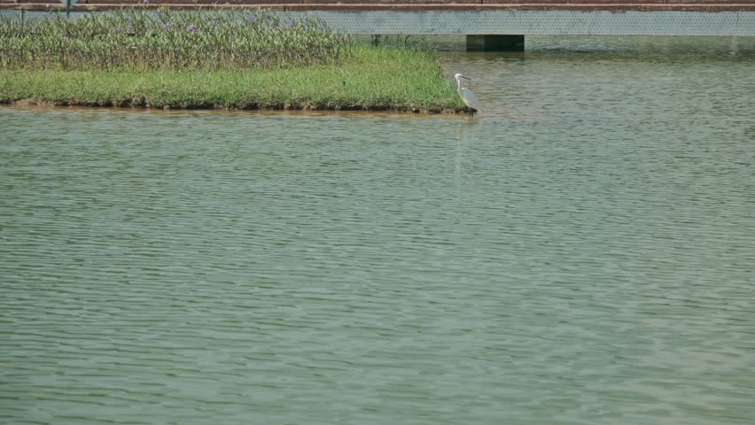 A Cinematic Shot of a White Egret Standing in a Wetland Park Lake, Where the Water Surface is Gently Rippling (ProRes 422)