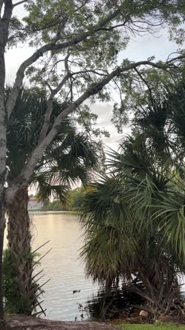 Birds on trees that are Next to a River
