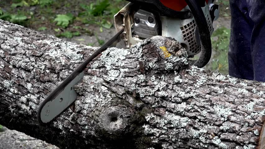 closeup Bark Chips and Dust Fly from Under the Chain's Teeth electric chainsaws cut trees in the forest for building a house and making firewood,