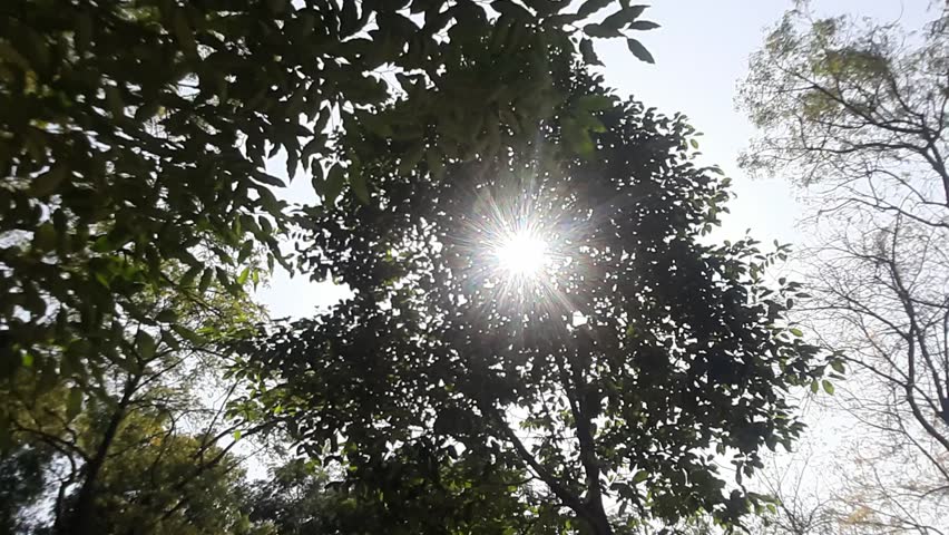 Sunlight 

A magical afternoon Sunlight coming through beautiful trees

This natural scenario is giving us realization of our soul in the body 

This video giving us true natural and magical vibe