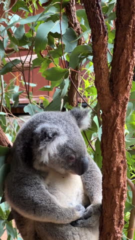 Koala Sitting on Tree, Vertical View of Australian Native Animal, Close Up