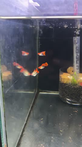 Guppy fish strain wild koi 