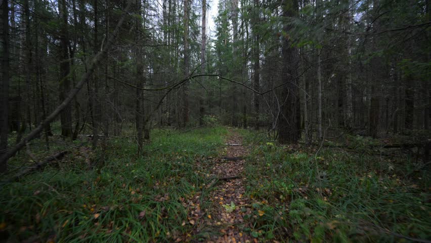 Autumn forest with fallen yellow leaves on the ground