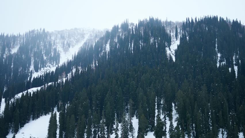 4K Landscape shot of snowy Himalayan mountain range with Pine tree forest on it during the winter season as seen from Sonmarg in Jammu and Kashmir, India. Scenic view of the Pir Panjal mountains.