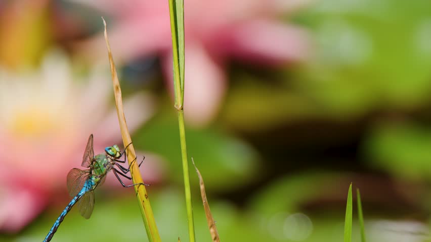Macro shot of blue dragonfly resting on grass stem, soft bokeh, natural daylight, shallow focus