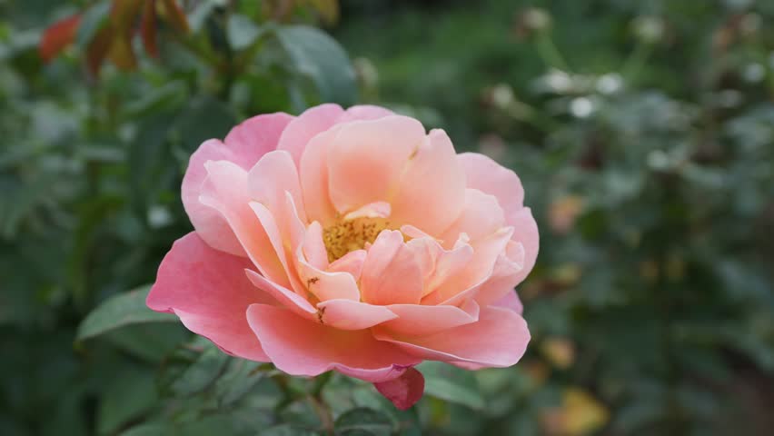 Close-up of a single vibrant rose with peach-to-pink petals and dark, blurred foliage.