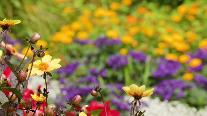 Macro shot of yellow dahlia flowers, vibrant garden background, shallow depth, natural sunlight, static camera