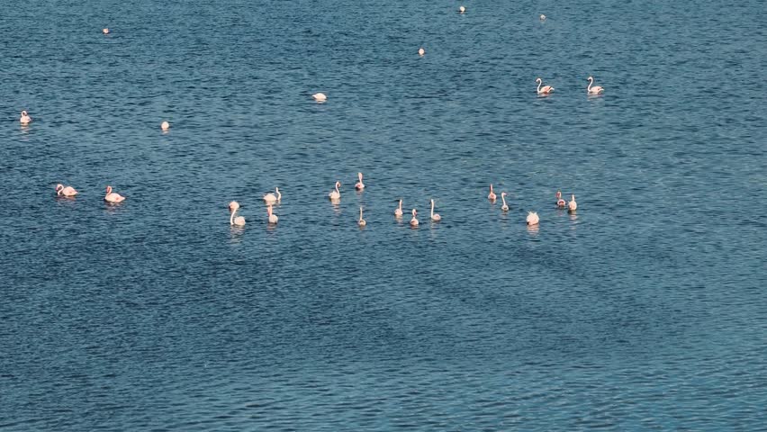 Aerial drone footage of a large flock of pink flamingos wading and feeding in the calm, deep blue water of a protected lagoon or lake