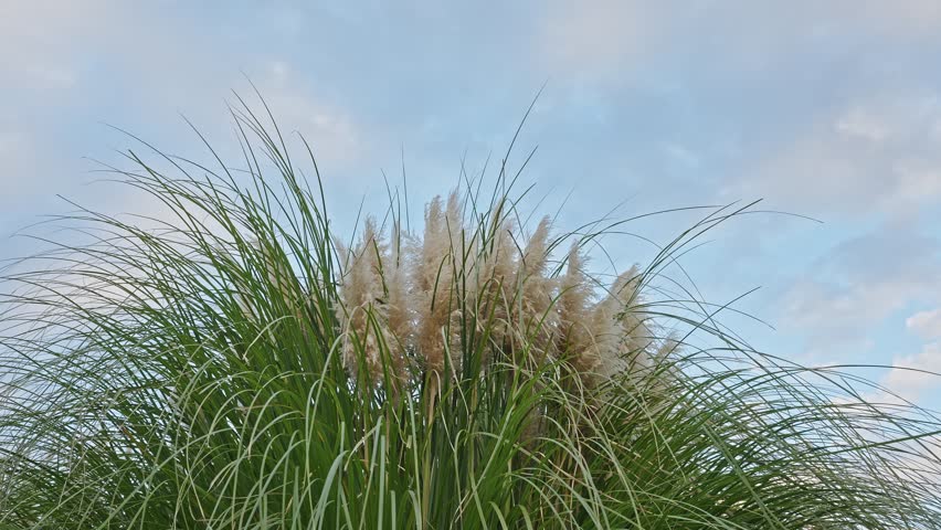 A close-up view of the tall, feathery plumes of pampas grass blowing slightly against an overcast blue and white sky.