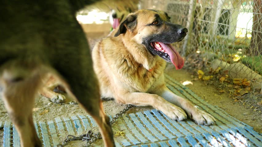 Close up of a panting dog resting in an animal farm