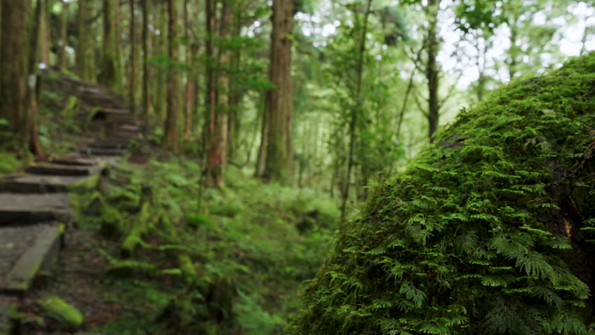 Misty forest path with wooden steps