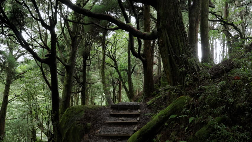 Misty forest path with wooden steps