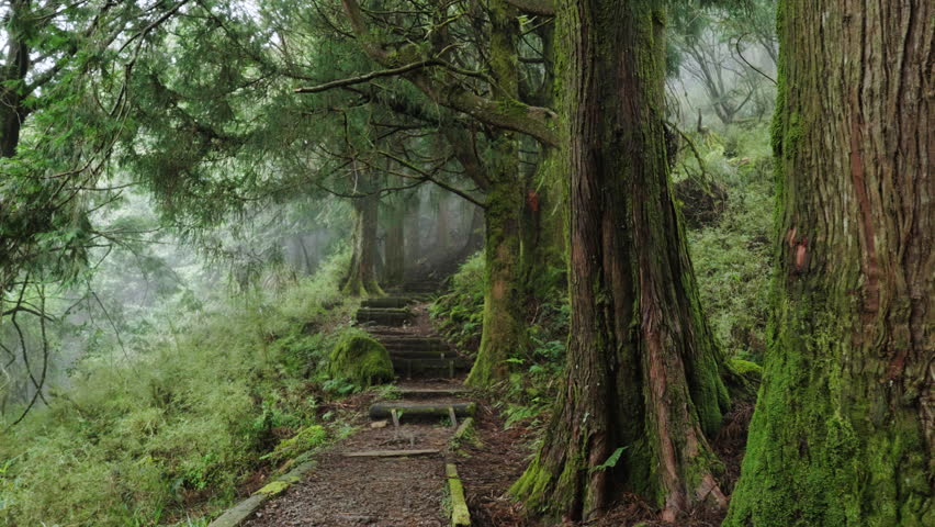 Misty forest path with wooden steps