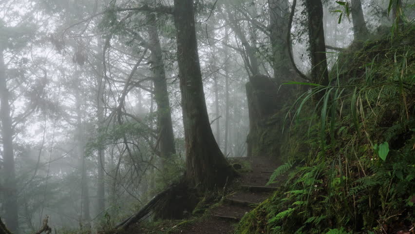 Misty forest path with wooden steps