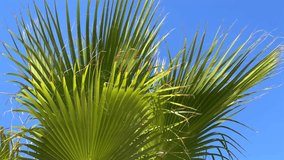 A vibrant, close-up view of a green palm leaf fanning out against a brilliant blue sky, with sunlight filtering through the fronds, evoking a tropical and warm summer feeling. - Powered by Shutterstock - Get 15% off with code: PIKWIZARD15