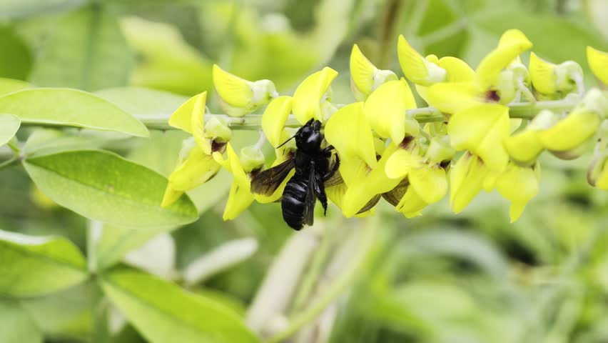 A carpenter bee (possibly Xylocopa latipes) with a deep black color is perched on a yellow flower. 