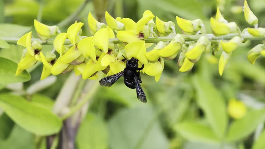 A carpenter bee (possibly Xylocopa latipes) with a deep black color is perched on a yellow flower. 