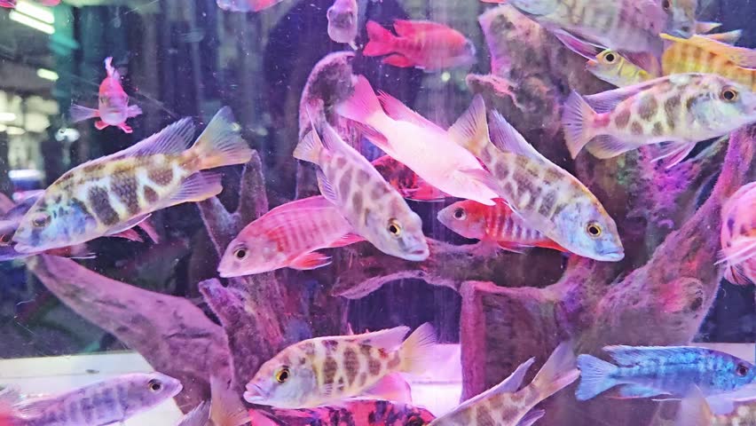colorful Cichlid fish actively swim in wood and sand aquarium