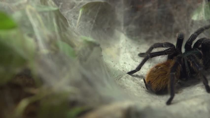 Close-up pan of a tarantula sitting in a net, highlighting arachnid behavior, wildlife, and detailed insect anatomy in a naturalistic setting.