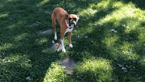 Boxer dog wiggling its tail excitedly as someone approaches, showcasing playful pet behavior, joy, and canine friendliness in 4K. - Powered by Shutterstock - Get 15% off with code: PIKWIZARD15