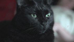 Close-up of a black cat with striking green eyes looking at the camera, capturing feline beauty, mystery, and pet expression in 4K. - Powered by Shutterstock - Get 15% off with code: PIKWIZARD15