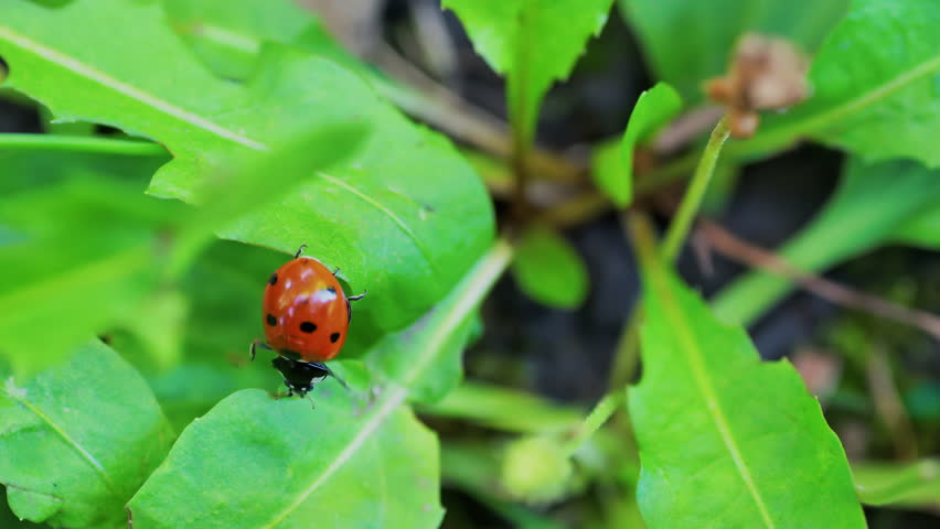 A bright red ladybug crawling on a fresh green leaf