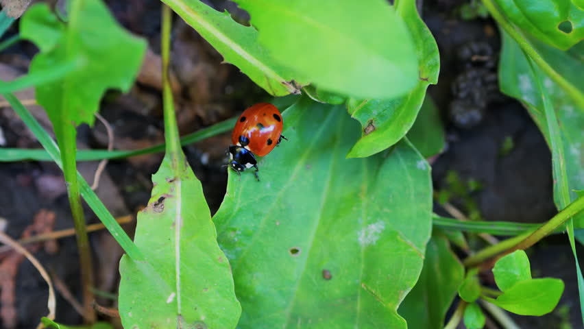 A bright red ladybug crawling on a fresh green leaf