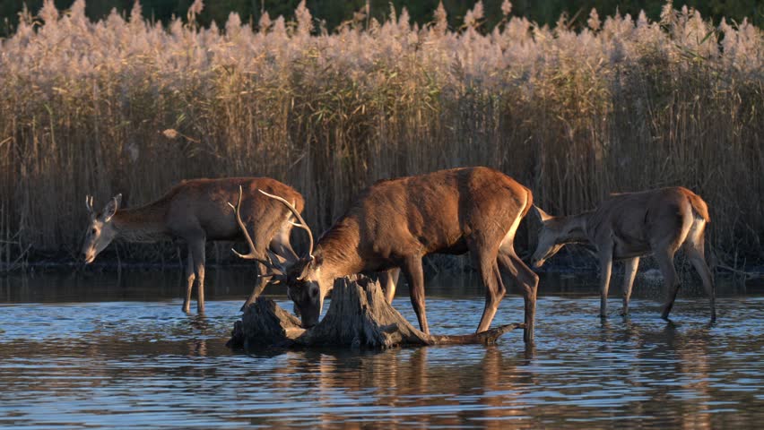 Male and female deer walk across shallow wetland at dusk with soft sunset glow and reflections visible in calm water.