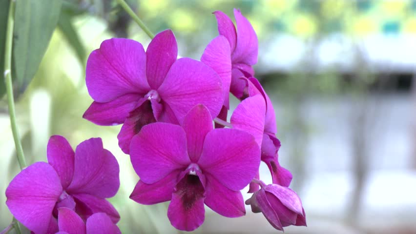 Many types of flowers have different beauty. Many types are popularly planted for good luck and are believed to bring good fortune.