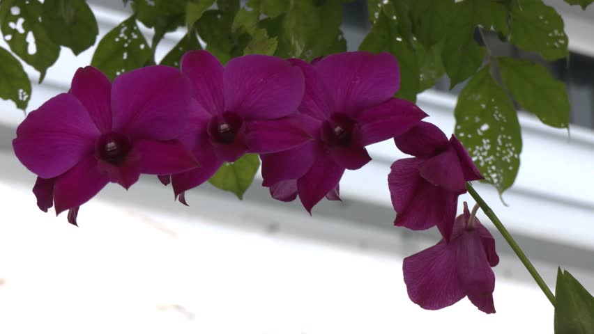 Many types of flowers have different beauty. Many types are popularly planted for good luck and are believed to bring good fortune.