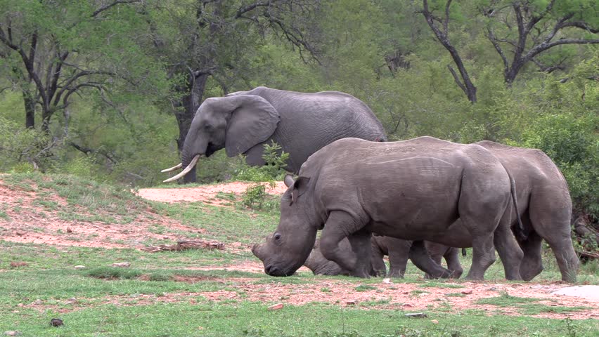 Big 5 animals co exist in harmony. Southern white rhino grazing with an elephant in the background.