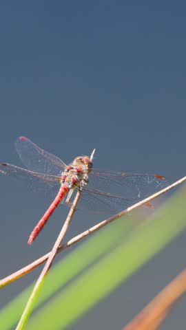 Red dragonfly rests on grass stem, macro detail, natural daylight, shallow depth, outdoor setting