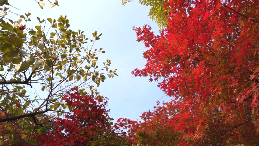 Vibrant red maple trees decorating a serene autumn mountain landscape under clear blue sky
