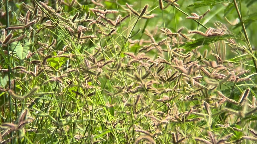 A dense field of tall green grass is topped with numerous brown, star-shaped seed heads swaying in the sunlight.