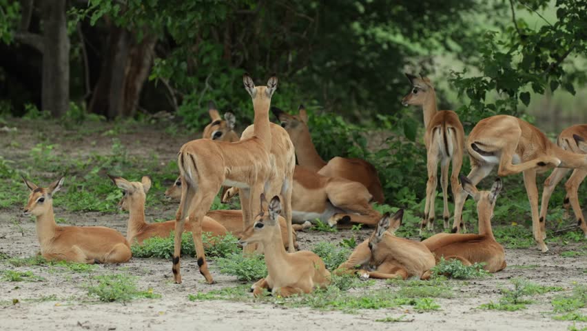 Medium shot of a herd of young impala antelopes getting up, Chobe National Park.