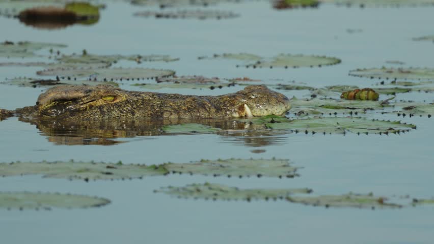 Medium closeup of a Nile crocodile