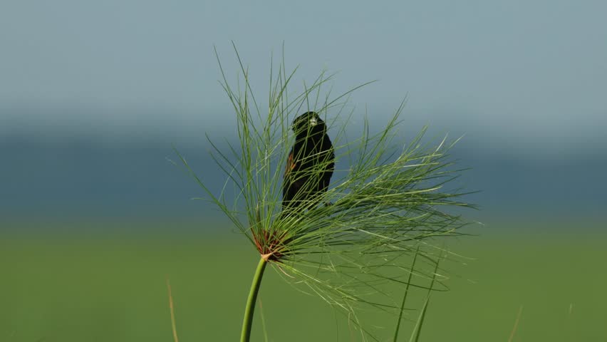 Wide shot of a widowbird perched on a plant before flying off. Filmed while taking a river cruise in Chobe National Park. Blurred background.