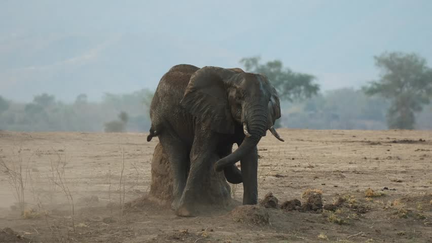 Medium shot of an African elephant scratching his bum against a termite mound, Mana Pools.
